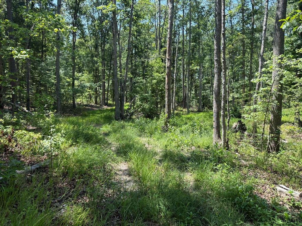 111 Acres of Prime Hunting & Recreation in Louisa County
