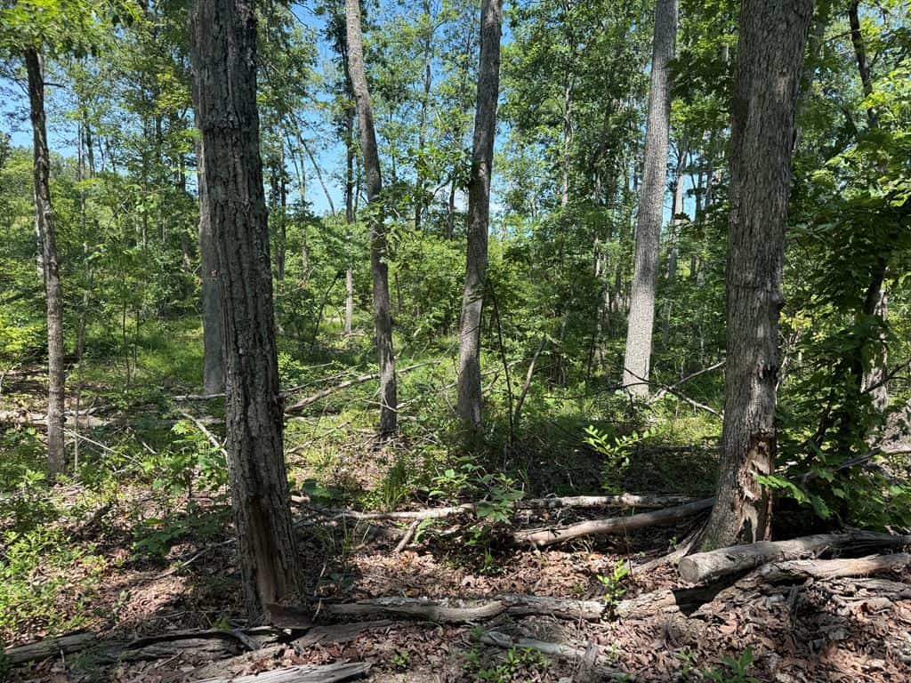 111 Acres of Prime Hunting & Recreation in Louisa County