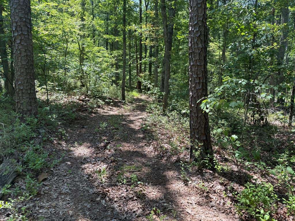 111 Acres of Prime Hunting & Recreation in Louisa County