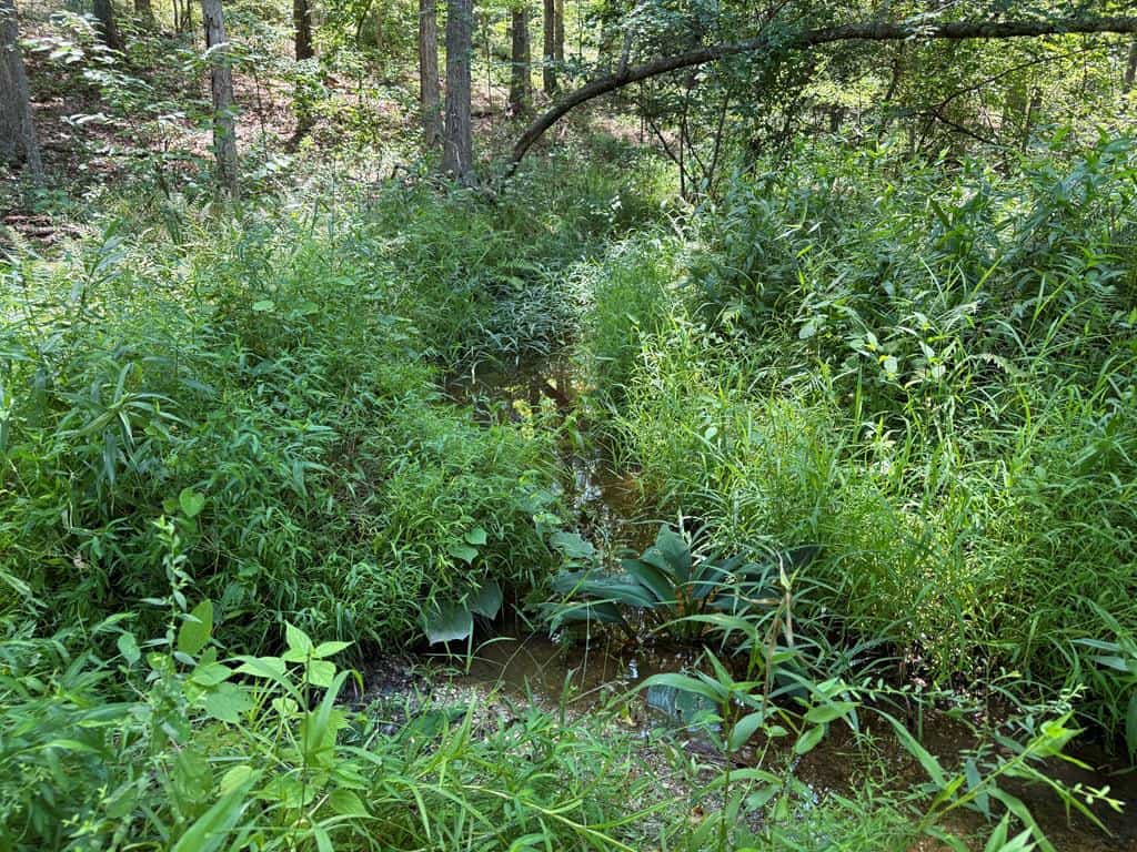 111 Acres of Prime Hunting & Recreation in Louisa County