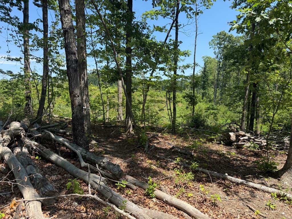 111 Acres of Prime Hunting & Recreation in Louisa County