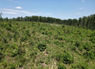 111 Acres of Prime Hunting & Recreation in Louisa County