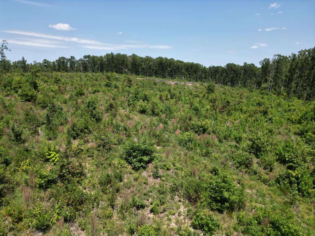 111 Acres of Prime Hunting & Recreation in Louisa County