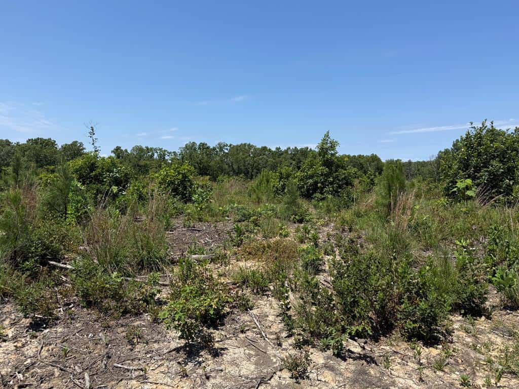 111 Acres of Prime Hunting & Recreation in Louisa County