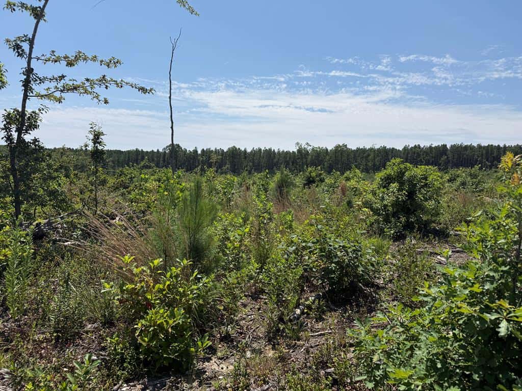 111 Acres of Prime Hunting & Recreation in Louisa County