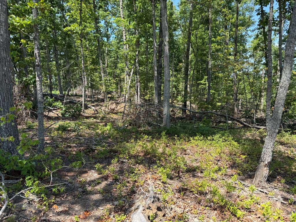 111 Acres of Prime Hunting & Recreation in Louisa County