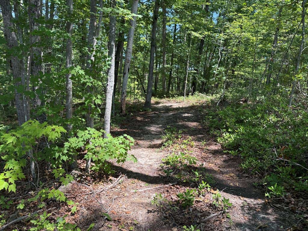 111 Acres of Prime Hunting & Recreation in Louisa County