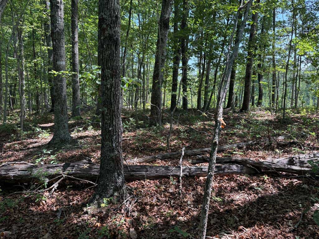 111 Acres of Prime Hunting & Recreation in Louisa County