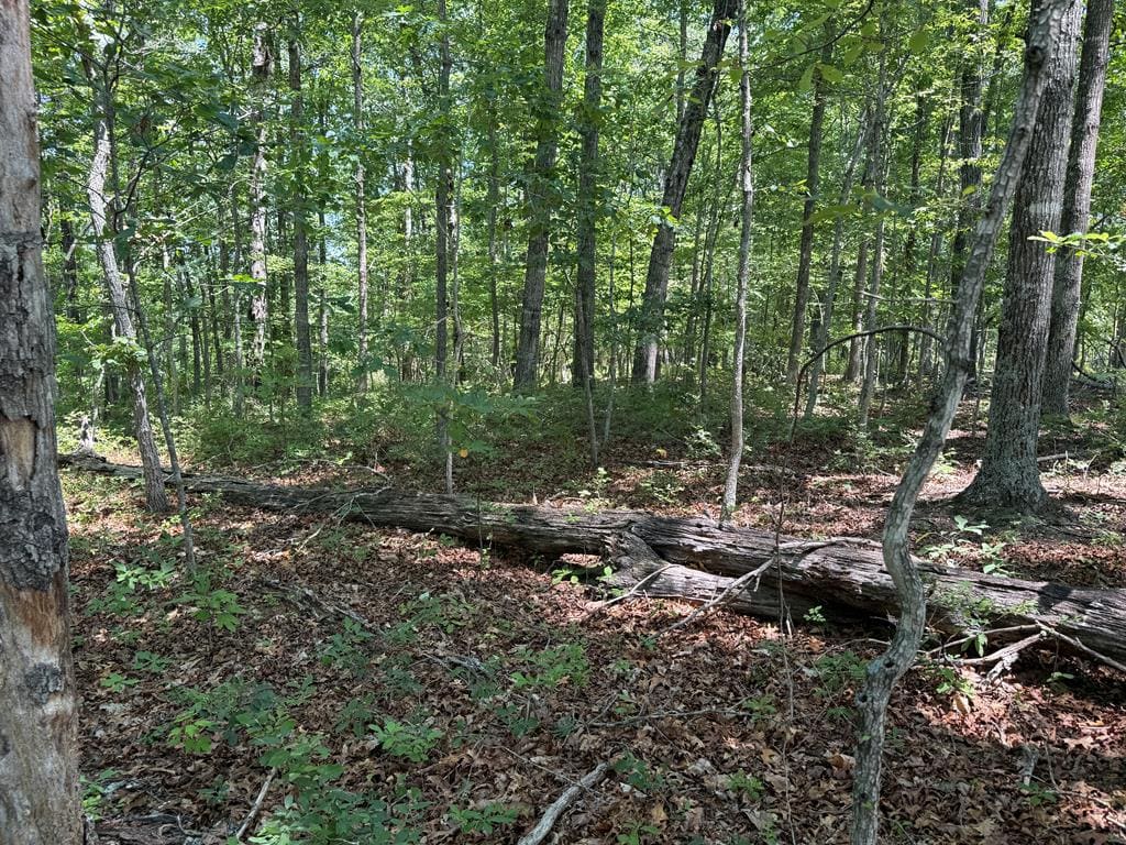 111 Acres of Prime Hunting & Recreation in Louisa County