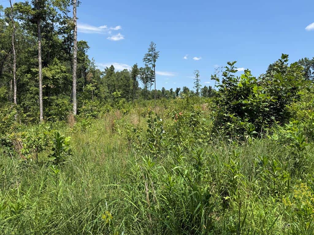 111 Acres of Prime Hunting & Recreation in Louisa County