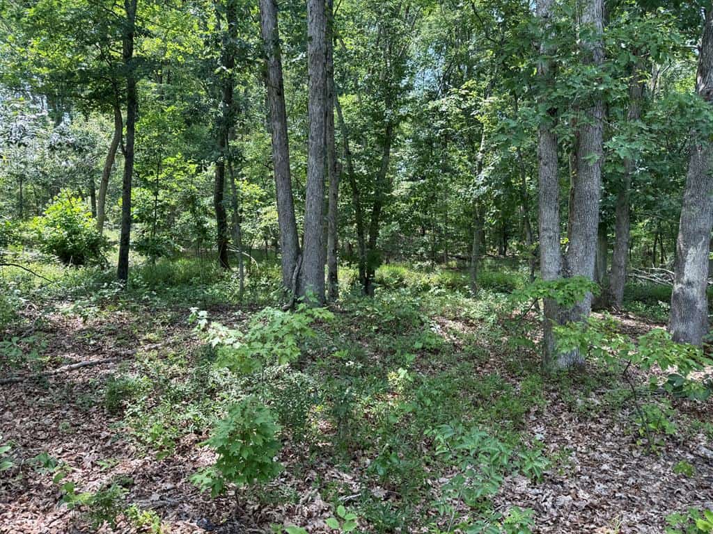 111 Acres of Prime Hunting & Recreation in Louisa County