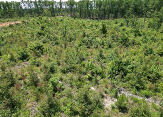 111 Acres of Prime Hunting & Recreation in Louisa County