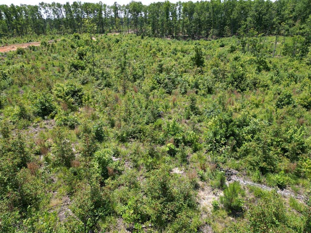 111 Acres of Prime Hunting & Recreation in Louisa County