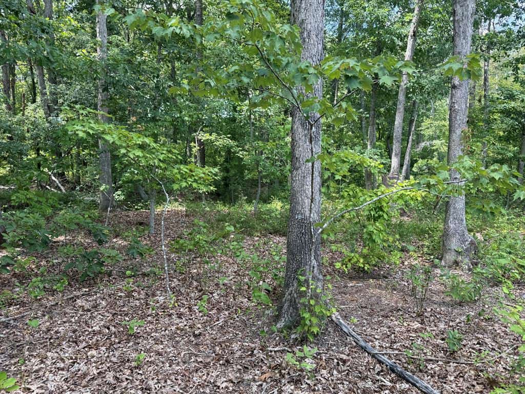 111 Acres of Prime Hunting & Recreation in Louisa County