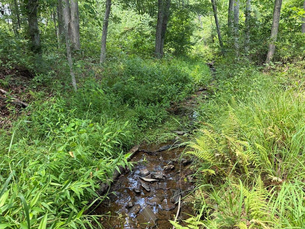 111 Acres of Prime Hunting & Recreation in Louisa County