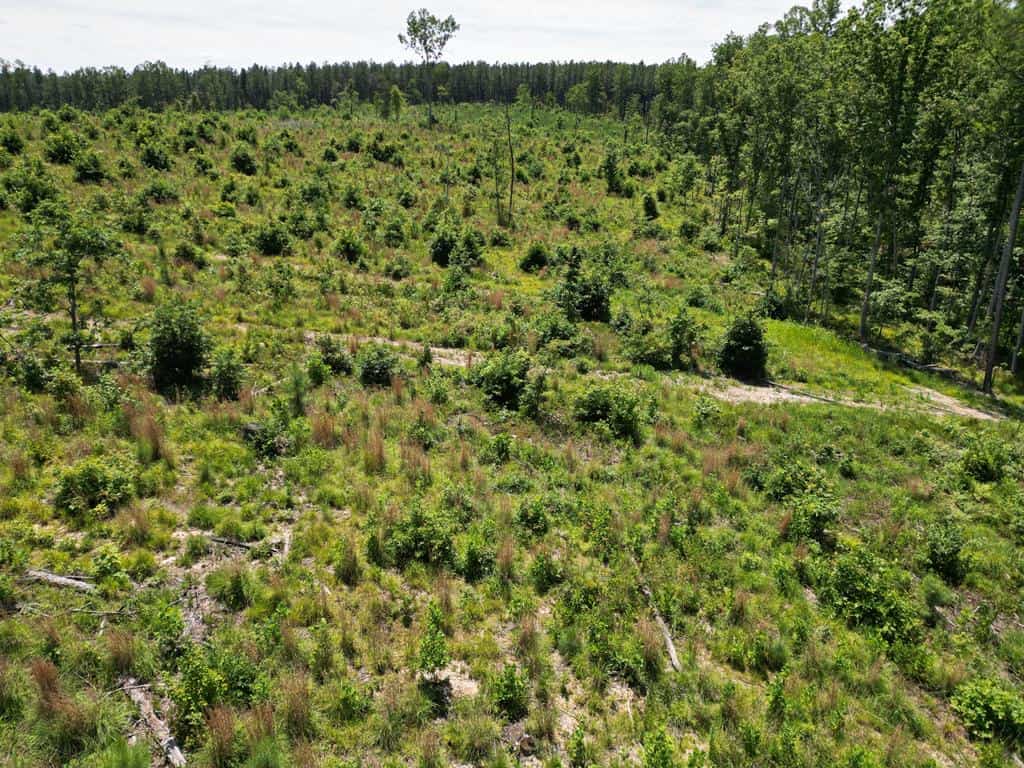111 Acres of Prime Hunting & Recreation in Louisa County