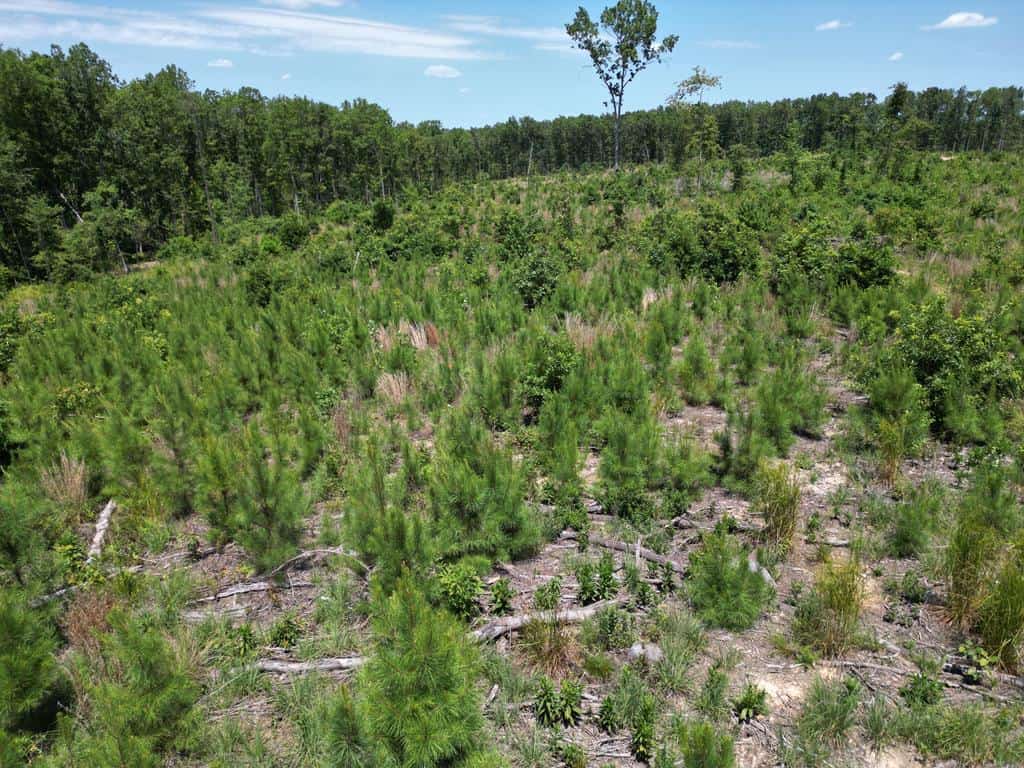 111 Acres of Prime Hunting & Recreation in Louisa County