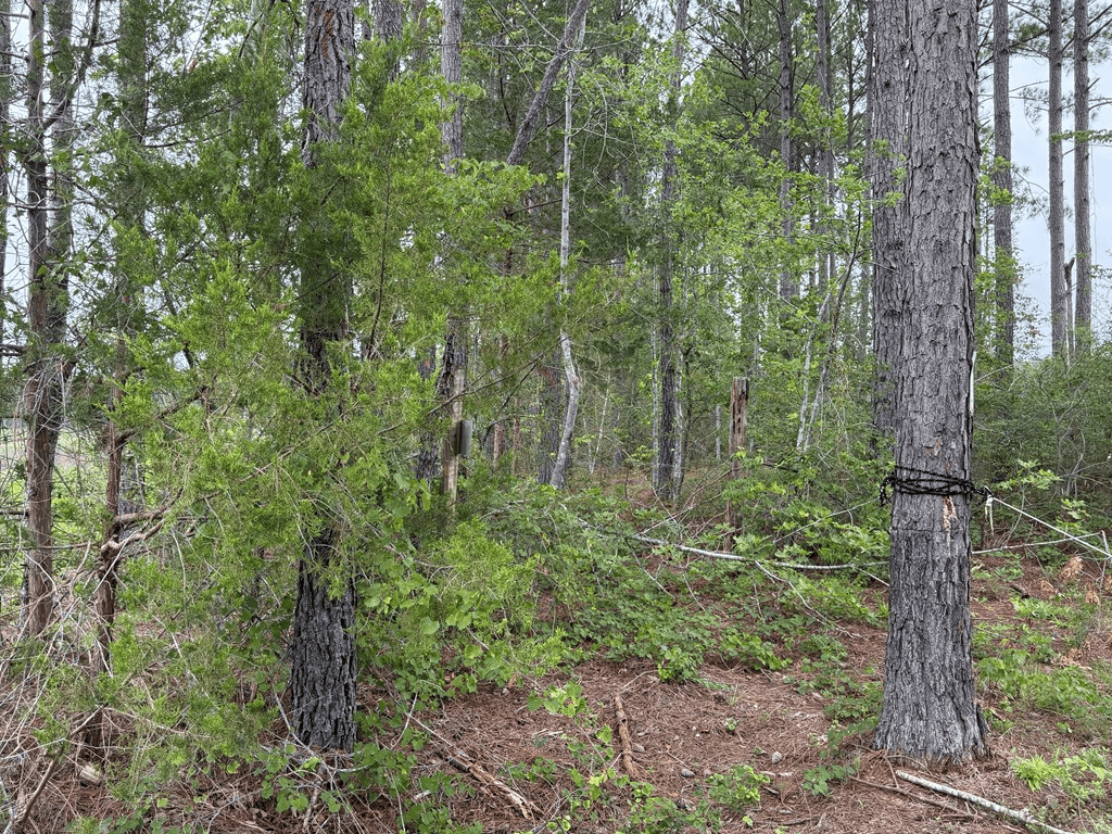 200± Acres Near Lake Gaston with Creek & Timber Potential