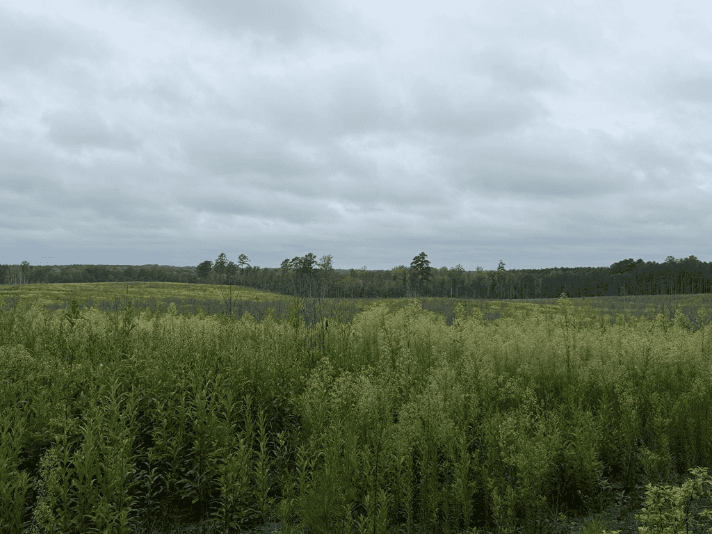 200± Acres Near Lake Gaston with Creek & Timber Potential