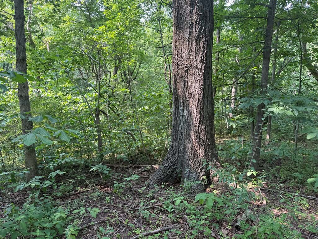 Rare 77-Acre Opportunity Near Historic Leesburg, VA