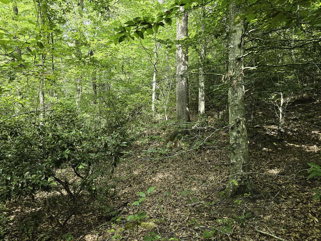 118 Acres of Riverfront Mountain Paradise