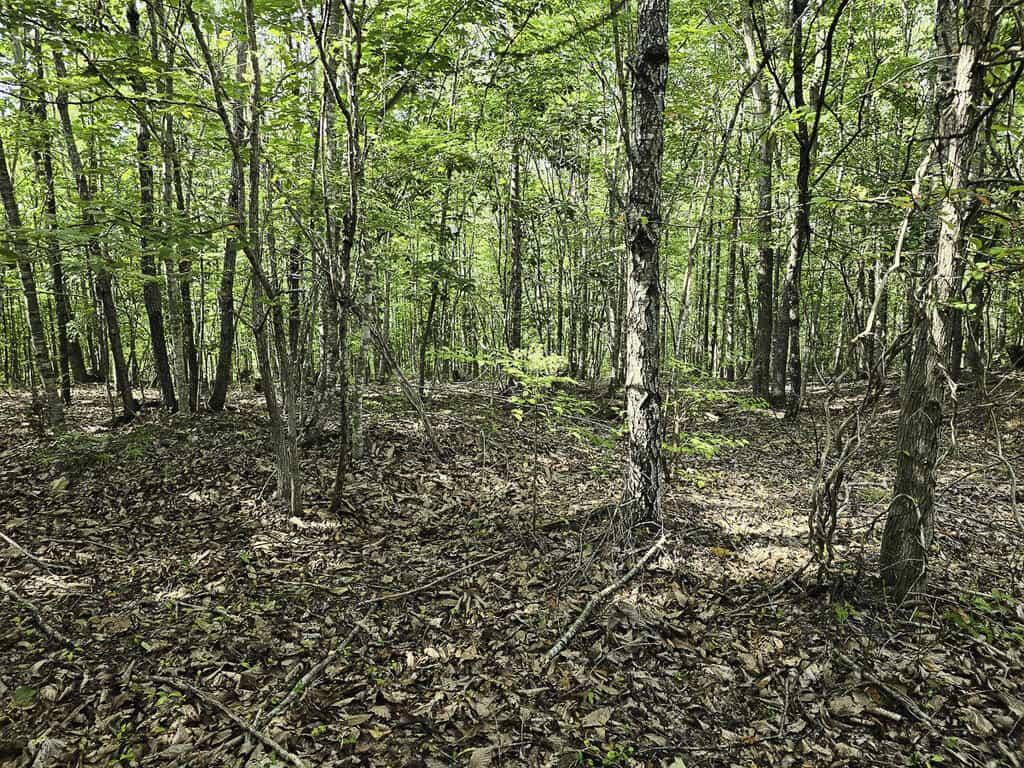 118 Acres of Riverfront Mountain Paradise