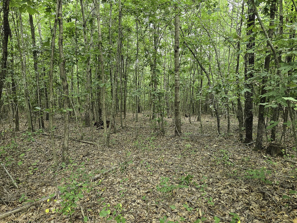 118 Acres of Riverfront Mountain Paradise
