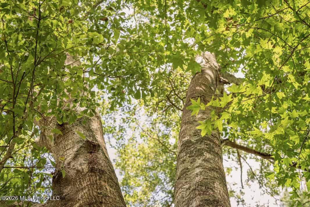 HWY 49 Land for Sale Simpson County, MS
