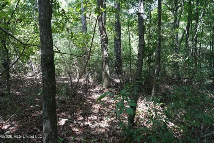 31 Acres for Sale Near Collins MS | Mature Timber & Hunting