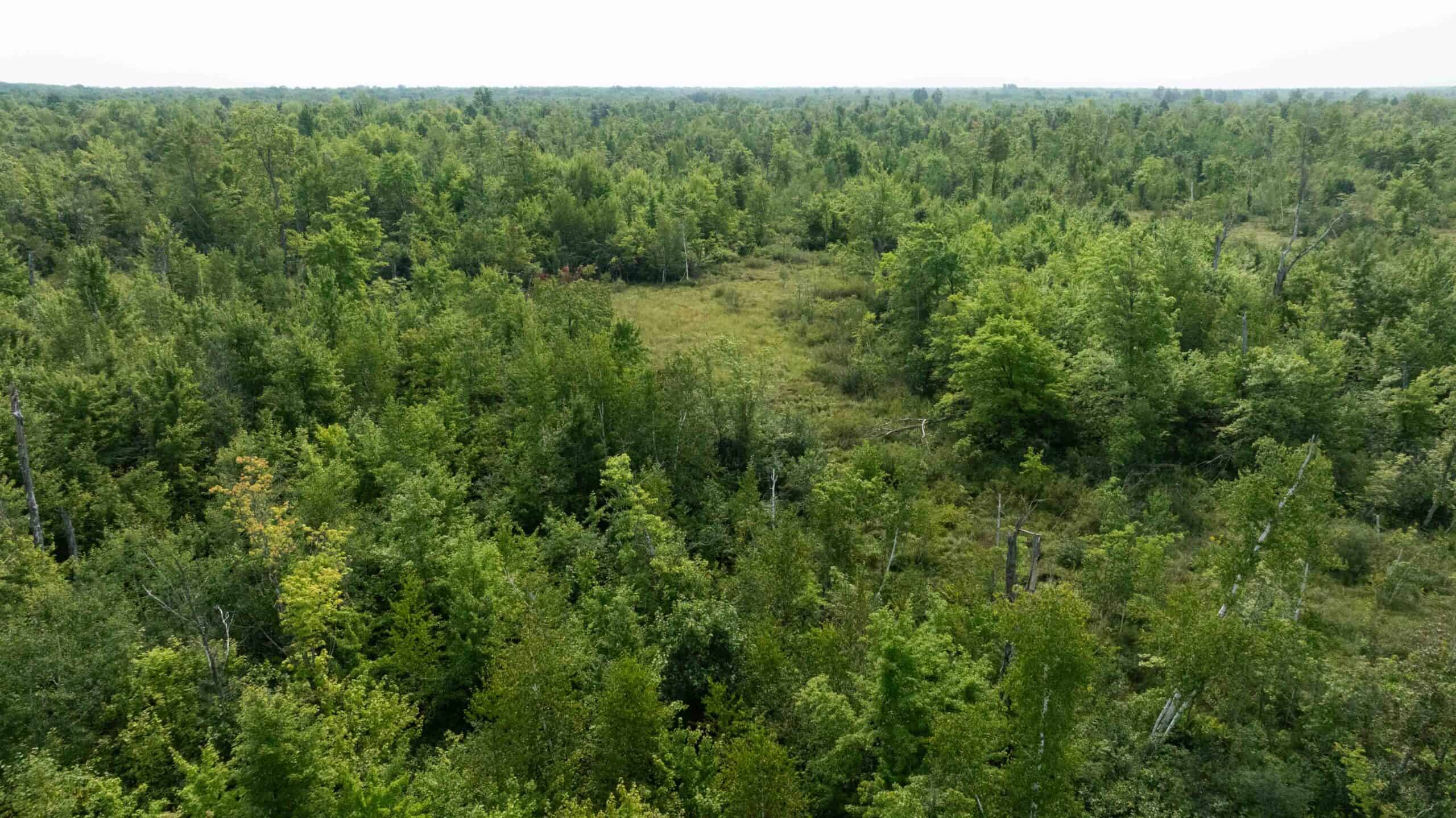 40+/- Acres with Hunting Cabin – Town of Finley, Juneau County, Wisconsin