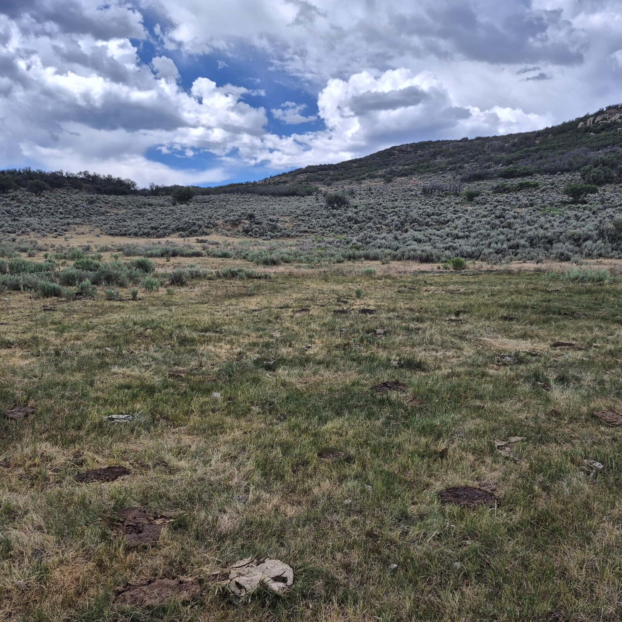 35 Acres Borders Public Land near Collbran, CO