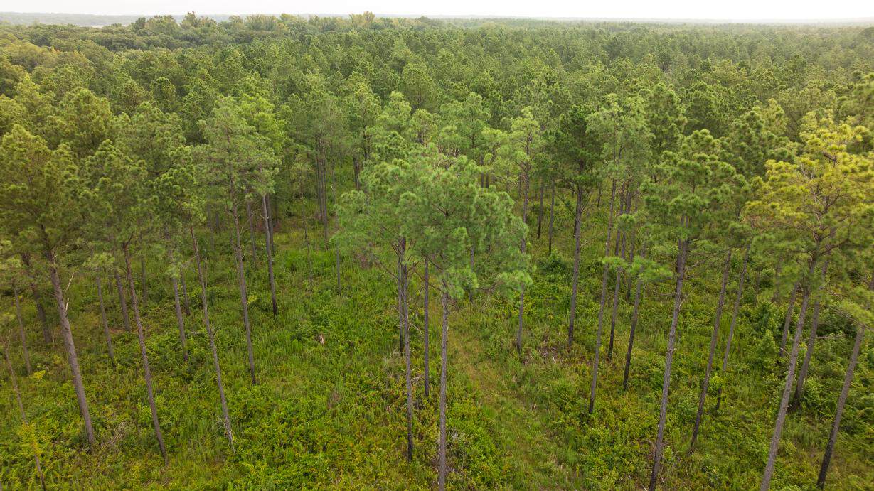 Affordable Morehouse Parish Land for Sale