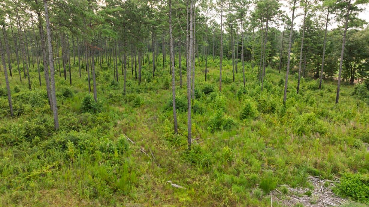 Affordable Morehouse Parish Land for Sale