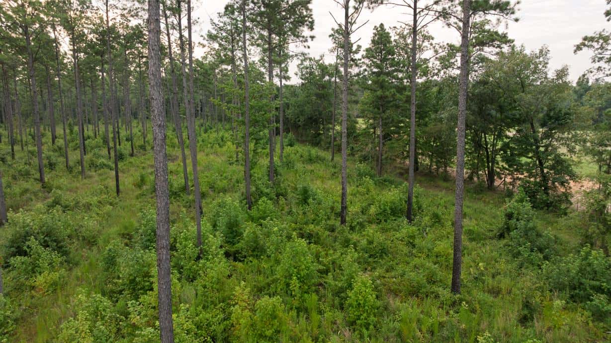 Affordable Morehouse Parish Land for Sale