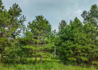 Hunting Land for sale in St. Clair County, Missouri