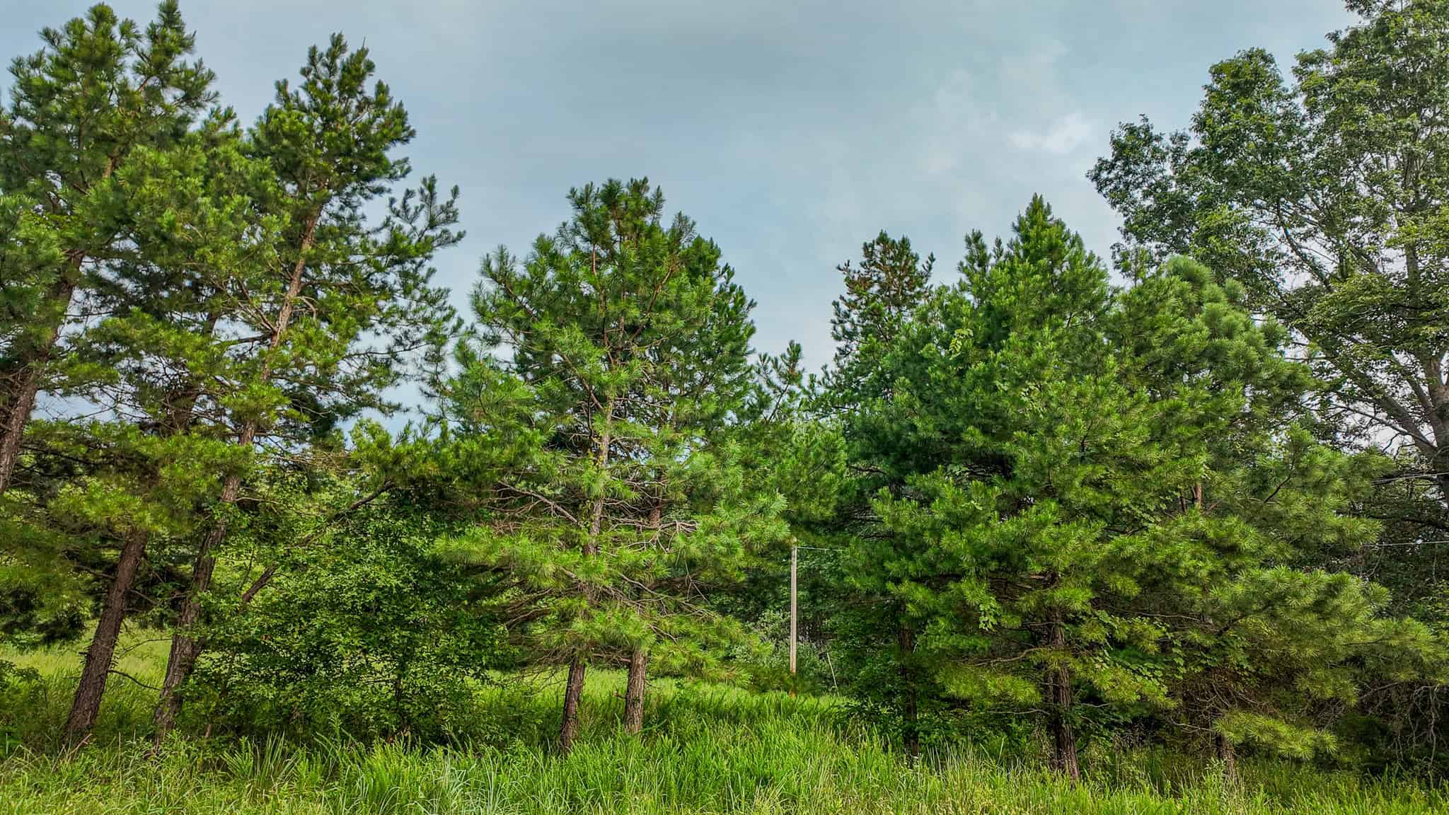 Hunting Land for sale in St. Clair County, Missouri