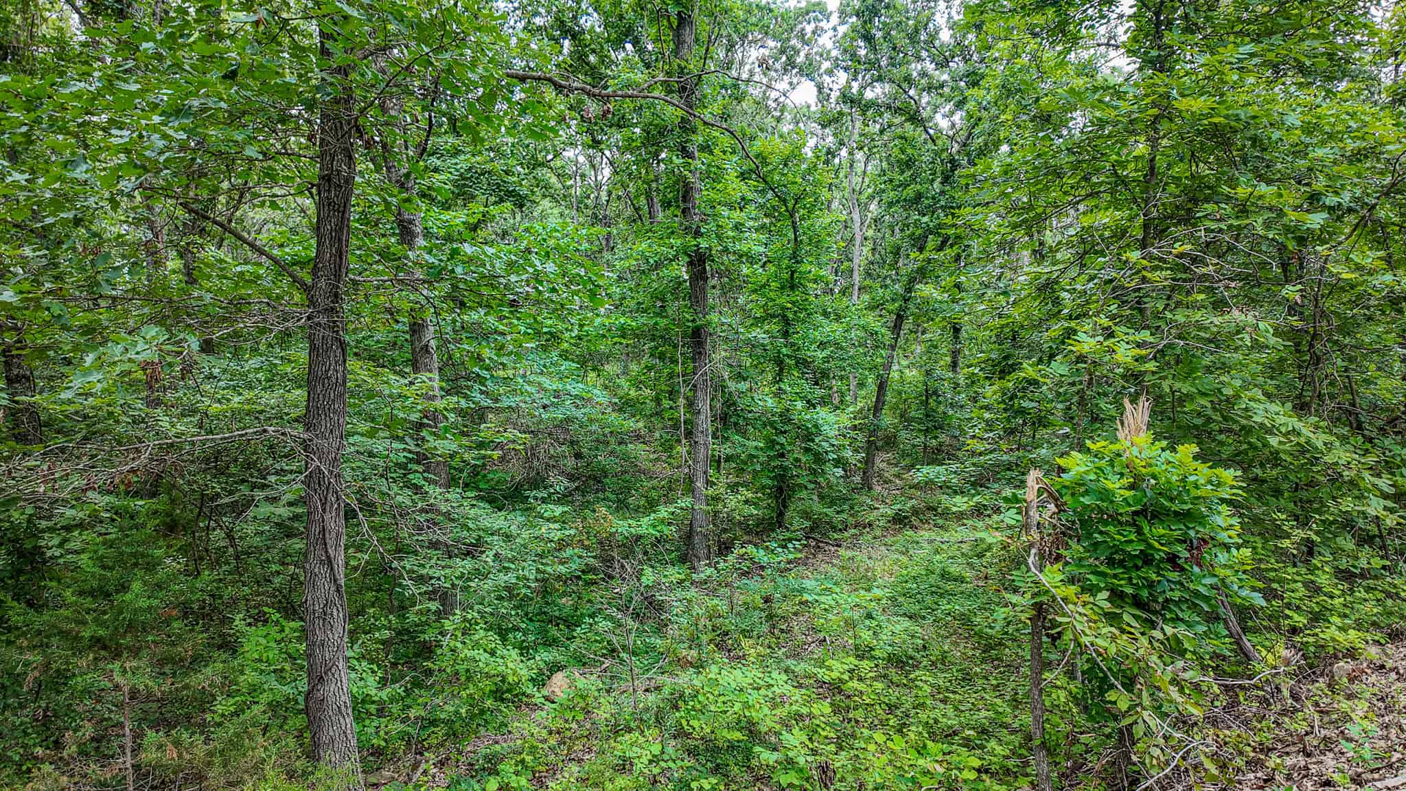 Hunting Land for sale in St. Clair County, Missouri