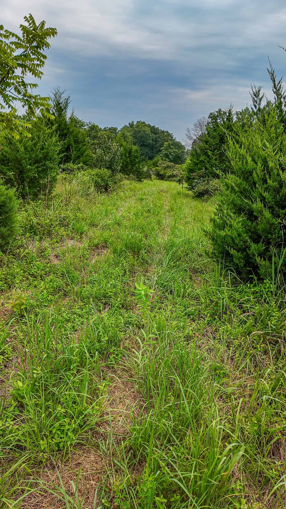 Hunting Land for sale in St. Clair County, Missouri