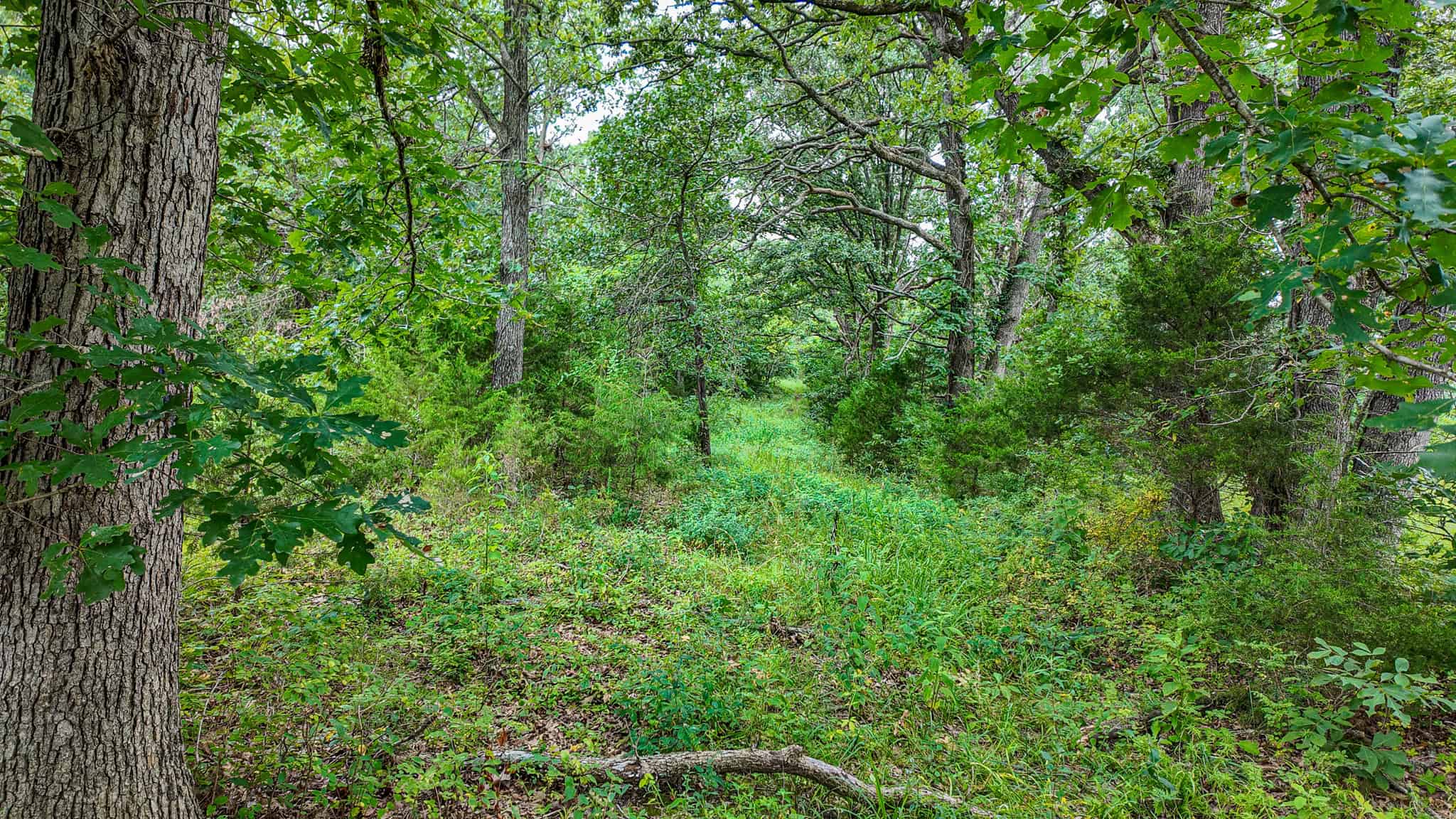 Hunting Land for sale in St. Clair County, Missouri