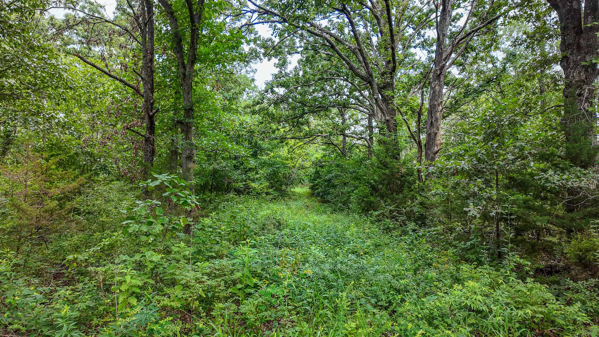 Hunting Land for sale in St. Clair County, Missouri