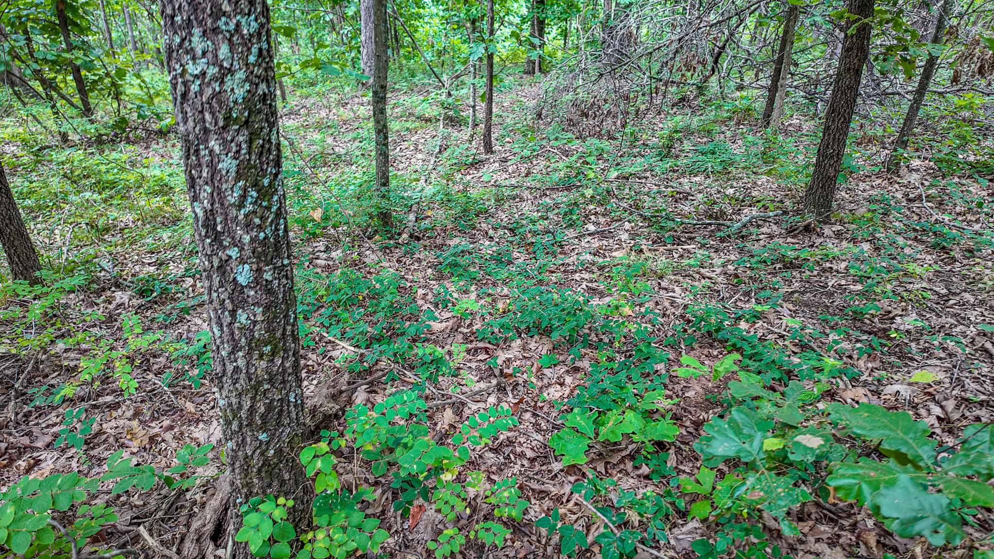 Hunting Land for sale in St. Clair County, Missouri