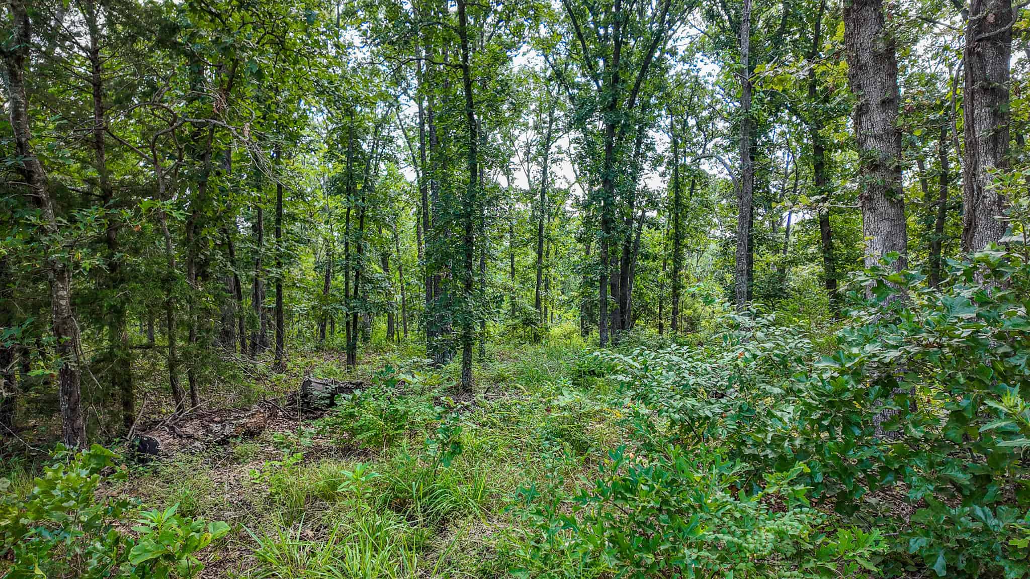 Hunting Land for sale in St. Clair County, Missouri