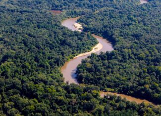 224.56 Acres | Buck Creek 224 | Montezuma, GA