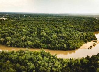 The Sand Bar 77 | 77 Acres | Montezuma, GA