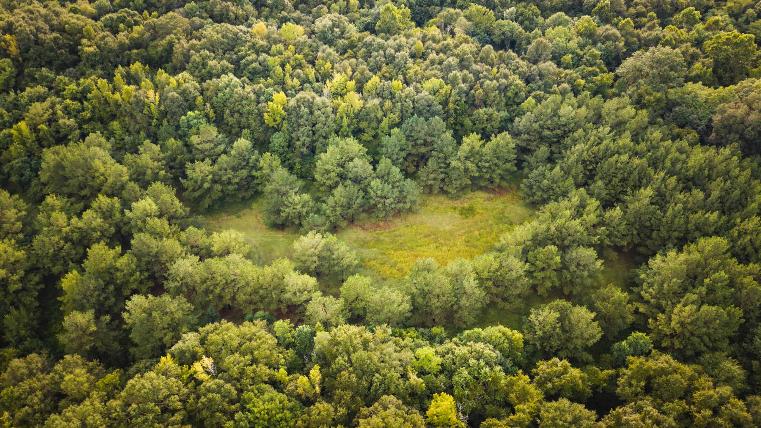 River Trails 127 | 127 Acres | Montezuma, GA