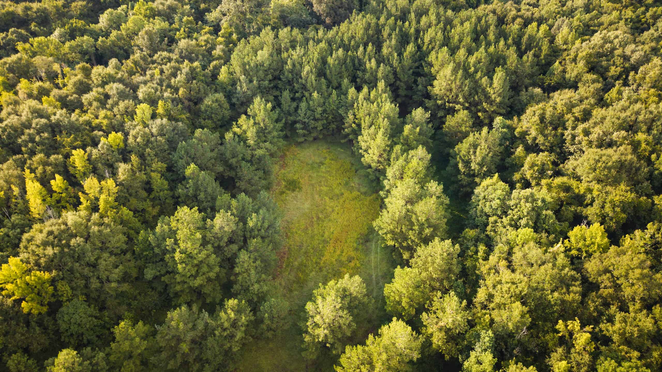 River Trails 127 | 127 Acres | Montezuma, GA