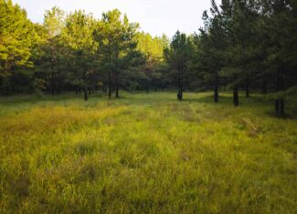 River Trails 127 | 127 Acres | Montezuma, GA