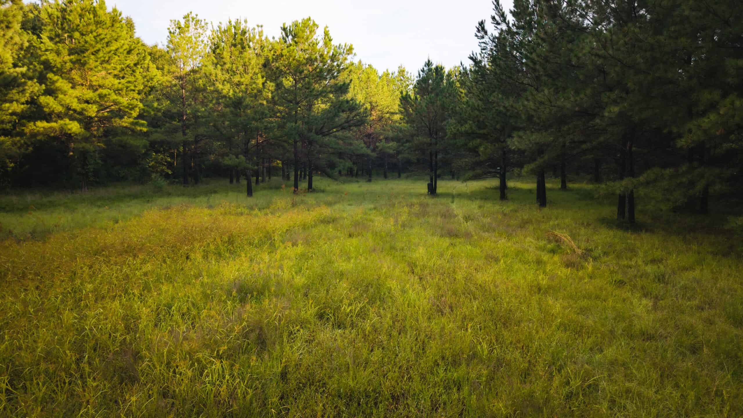 River Trails 127 | 127 Acres | Montezuma, GA