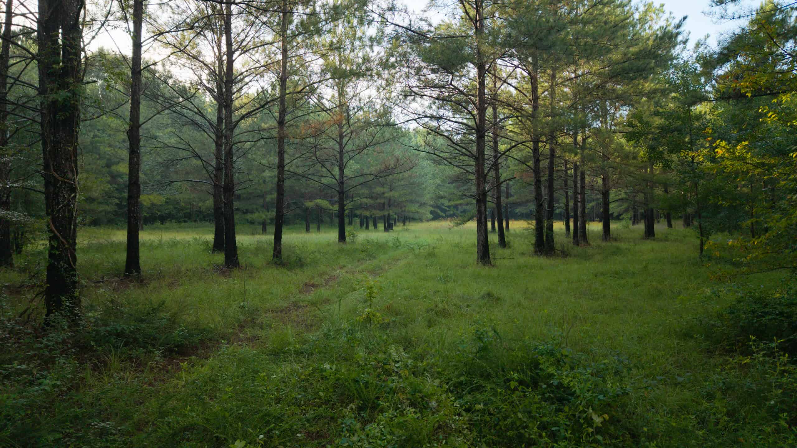 River Trails 127 | 127 Acres | Montezuma, GA