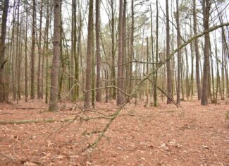 Scenic Wooded Acreage Near Lake Greeson & Murfreesboro